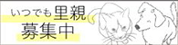 いつでも里親募集中